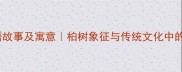 柏树成语故事及寓意柏树象征与传统文化中的智慧传承