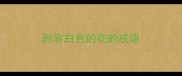 形容白色的花的成语