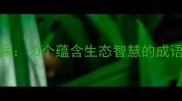 四字成语与绿色环保30个蕴含生态智慧的成语全附应用指南