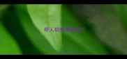 帮人砍柴猜成语