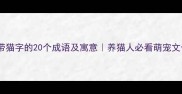 带猫字的20个成语及寓意养猫人必看萌宠文化