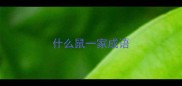 什么鼠一家成语