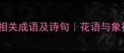 太阳花相关成语及诗句花语与象征意义