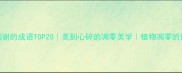 形容花凋谢的成语TOP20美到心碎的凋零美学植物凋零的诗意表达