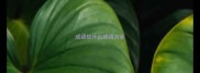 成语故什么成语大全