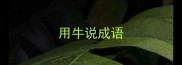 用牛说成语