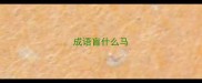 成语盲什么马