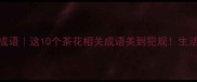 有茶有花成语这10个茶花相关成语美到犯规生活美学必学收藏