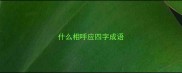 什么相呼应四字成语