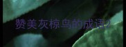 赞美灰椋鸟的成语